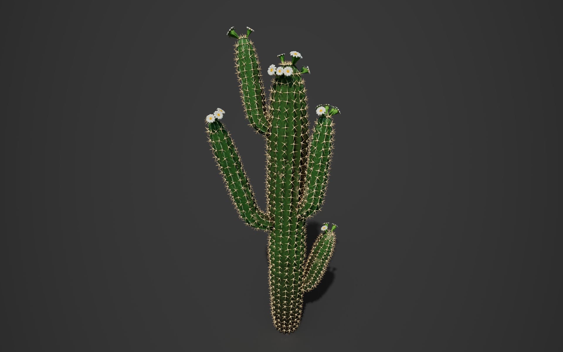 Houdini Desert Flora - Open Sourced HDAs