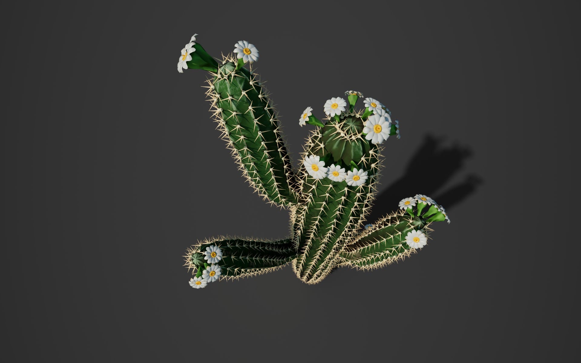 Houdini Desert Flora - Open Sourced HDAs